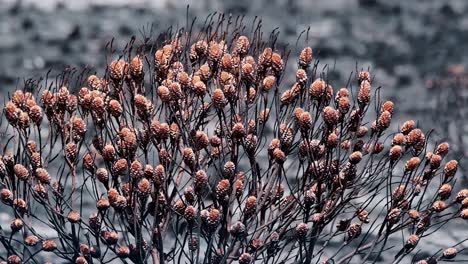 Burnt-protea-bush-with-buds-after-a-veld-fire-in-South-Africa-with-a-devastated-grey-background