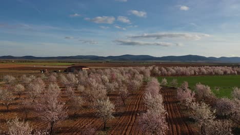 drone-flight-over-a-field-of-almond-trees-in-bloom-on-a-spring-day-over-plowed-land-visualizing-a-farmhouse-surrounded-by-cropland-with-a-background-of-mountains-with-a-blue-sky-in-Toledo-Spain