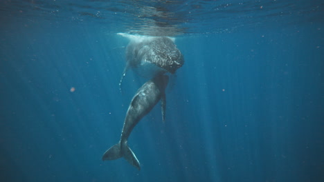 Mamá-Y-Bebé-Ballenas-Jorobadas-Bajo-El-Océano-Pacífico.