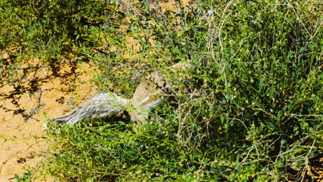 Ardilla-De-Tierra-Sudafricana-Alimentándose-De-Semillas-O-Frutos-De-Un-Arbusto-Durante-Un-Día-Soleado