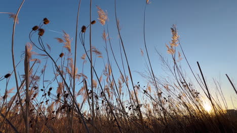Low-angle-view-of-dry-reed-landscape-in-winter-sunset