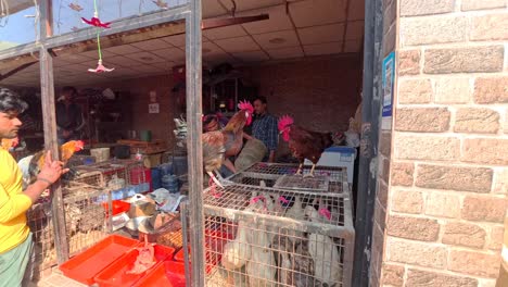 Hens-in-Sikanderpur-fish-market-Gurgaon,-Gurugram,-India