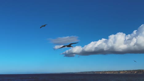 Pelicans-flying-across-scene-close-up,-showing-white-puffy-clouds-and-blue-sky-in-Soputhern-California