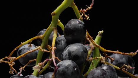 Cluster-organic-blueberries-spinning-with-a-black-background