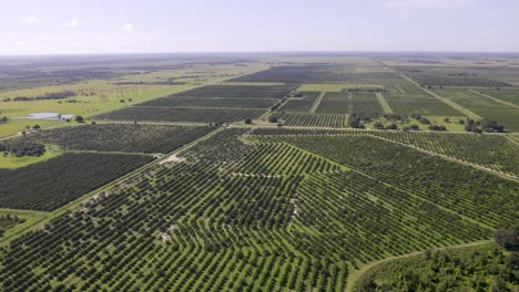 Aerial-view-of-orange-farm-field-citrus-tree-rows-in-Florida