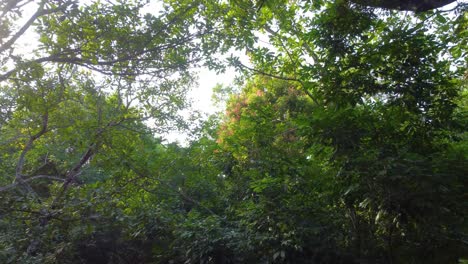 Green-nature-forest-jungle-rainforest-POV-drone-view-Minca,-Colombia