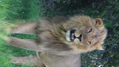Male-Lion-Standing-In-Grassland---Vertical-Shot