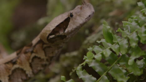 Cerca-De-La-Lengua-De-Víbora-De-Gabón