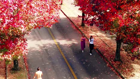 Menschen-Gehen-An-Leuchtend-Roten-Ahornbäumen-Vorbei,-Deren-Blätter-In-Herbstlichen-Farben-Leuchten-Und-Eine-Malerische-Szenerie-Schaffen,-Die-Vom-Rascheln-Der-Blätter-Und-Dem-Geschnatter-Der-Fußgänger-Erfüllt-Ist