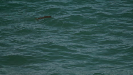 California-Otter-swimming-and-grooming-itself-in-the-Pacific-ocean-wide-shot