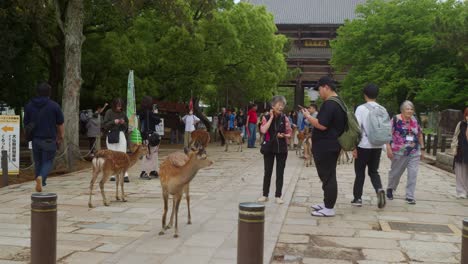 Nara-Hirsch-Verneigt-Sich-Vor-Vorbeigehenden-Touristen