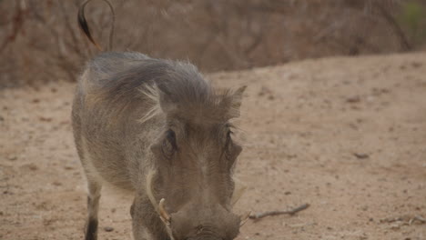 Nahaufnahme-Eines-Warzenschweins-Im-Zeitlupentempo