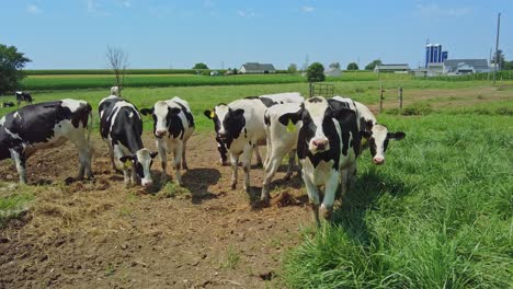 Ein-Blick-Auf-Eine-Kleine-Herde-Milchkühe,-Die-An-Einem-Sonnigen-Sommertag-Fressen-Und-Warten