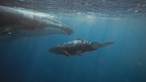 Buckelwale-In-Tonga