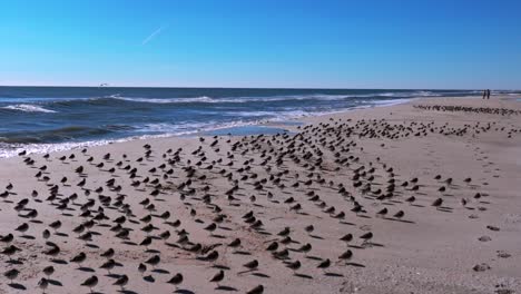 A-low-angle-view-of-a-large-flock-of-sandpipers-sunbathing-on-an-empty-beach-on-a-sunny-day