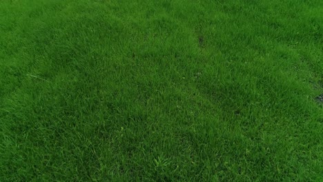 Green-Herb-as-Background-Aerial-View