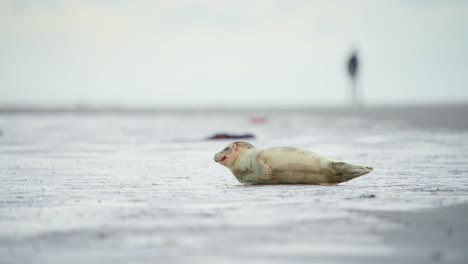 Baby-harbor-seal-lying-still-on-gray-sand-beach-in-Ameland,-Holland