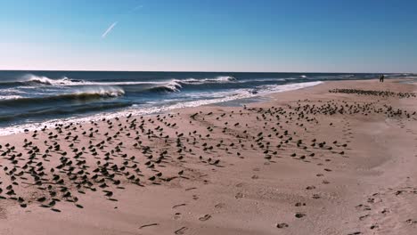 A-low-angle-perspective-of-a-large-flock-of-sandpipers-sunbathing-and-flying-over-an-empty-beach-on-a-sunny-day