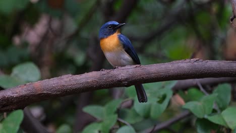 Schaut-Direkt-In-Die-Kamera-Und-Dreht-Dann-Den-Kopf-Nach-Rechts,-Indochinesischer-Blauschnäpper-Cyornis-Sumatrensis-Männchen,-Thailand