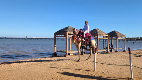 Camello-Egipcio-En-La-Playa-De-Un-Resort-De-Lujo-En-Sharm-El-Sheikh-En-Un-Día-Soleado