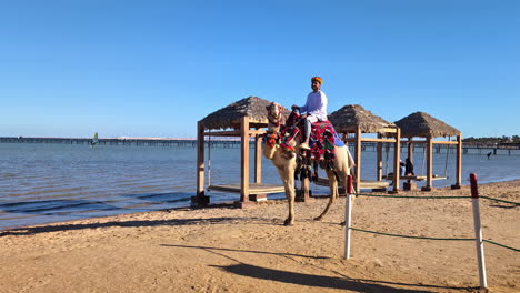 Egypt-camel-on-the-beach-of-a-luxury-resort-in-Sharm-El-Sheikh-on-a-sunny-day