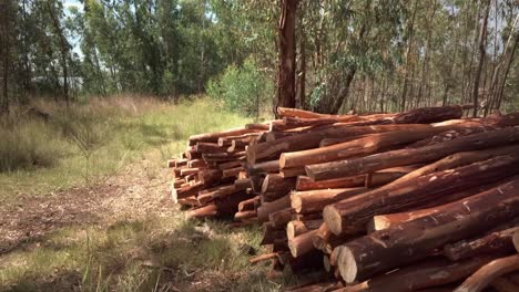 Abholzung-Holzstapel-Neben-Aston-Lake-Staumauer