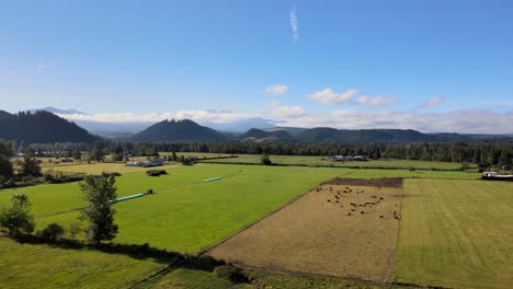 Toma-Aérea-De-Establecimiento-De-Una-Granja-Enumclaw-Con-Ganado-Con-El-Monte-Rainier-Detrás