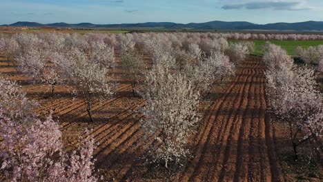 drone-flight-in-a-field-of-almond-trees-blooming-above-the-treetops-with-a-recently-plowed-brown-land-with-a-background-of-mountains-and-a-blue-sky-with-some-clouds-in-spring-in-Toledo-Spain