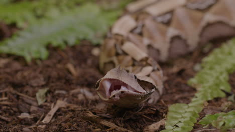 Gaboon-viper-yawning-after-a-meal