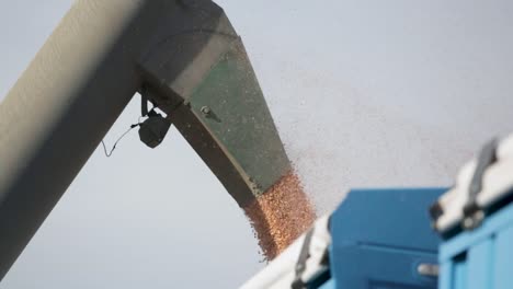 Grain-pouring-from-a-chute-into-a-machine,-industrial-agriculture-concept,-close-up