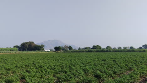 Surveying-a-field-adorned-with-chili-pepper-plants-in-India,-framed-by-a-distant-mountain-vista