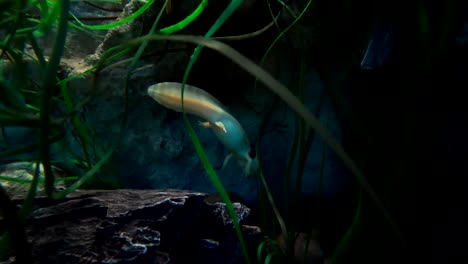 Axolotl-At-The-San-Diego-Zoo