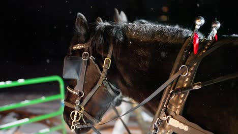 Copos-De-Nieve-Cayendo-Sobre-Caballos-Enjaezados-En-La-Fría-Noche-De-Invierno,-Cámara-Lenta