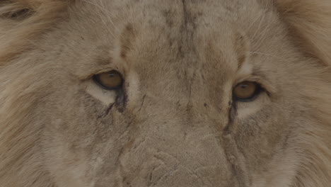 Löwengesicht-Extreme-Nahaufnahme-Im-Afrikanischen-Dschungel