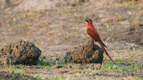 Especies-De-Aves-Abejarucos-Carmín-Del-Norte-En-Zonas-Salvajes-Africanas