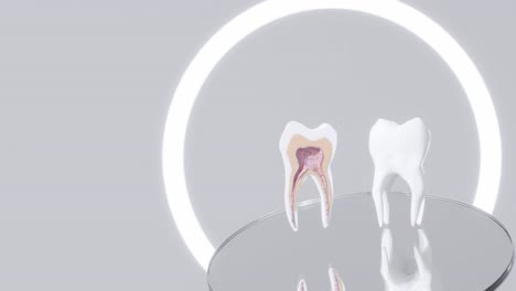 Sección-Transversal-Del-Diente-Girando-En-El-Estudio-Del-Dentista-Concepto-De-Prevención-De-Atención-Médica-Animación-De-Representación-3d