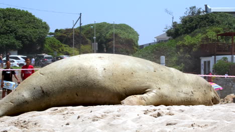 Massive-ungainly-Southern-Elephant-Seal-propels-itself-up-to-sandy-beach