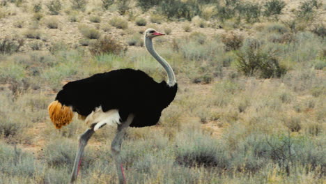 Male-ostrich-in-his-magnificent-plumage-walks-left-to-right-trough-grassland