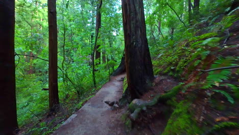 Walking-On-The-Trails-Inside-The-Redwood-Forest-Of-Muir-Woods-National-Monument-In-California,-USA