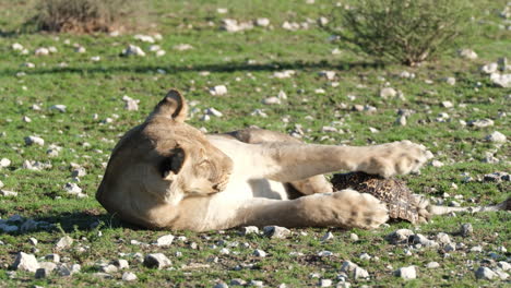 Lioness-Playing-With-Tortoise-In-Africa