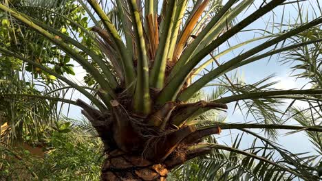 Vista-Panorámica-Giratoria-De-Una-Palmera-En-Un-Clima-Tropical-En-Un-Lujoso-Y-Tranquilo-Complejo-árabe-Cultura-Tradicional-Estilo-De-Vida-Saludable-Palmeras-En-Una-Playa-De-Arena-Junto-Al-Mar