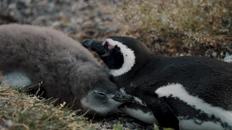 Magellanic-Penguin-Adult-And-Chick-At-Isla-Martillo-In-Tierra-del-Fuego,-Argentina