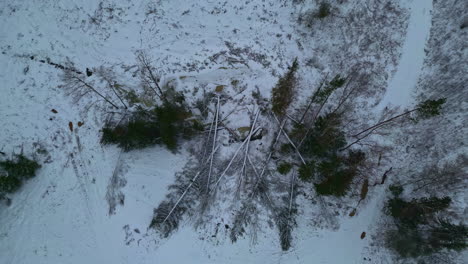 Rising-drone-shot-of-trees-chopped-down-for-lumber,-covered-by-snow