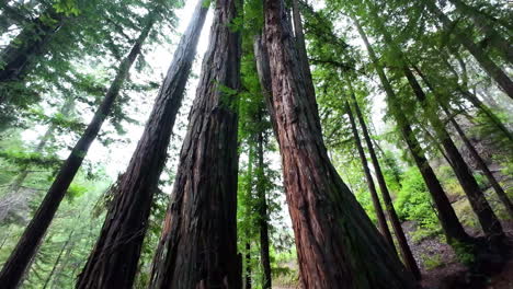 Tilt-up-reveal-of-California-forests,-overcast