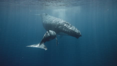 Humpback-Whales,-Mom-Nursing-Baby-Calf-In-The-Kingdom-Of-Tonga