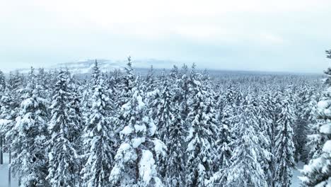 Flying-Over-Frozen-Forests-In-Pyha,-Finland---Drone-Shot