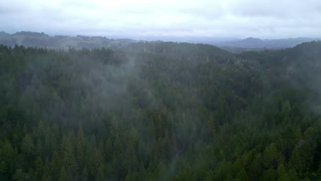 Evergreen-Redwoods-On-A-Misty-Morning-In-Muir-Woods-National-Monument,-California,-USA