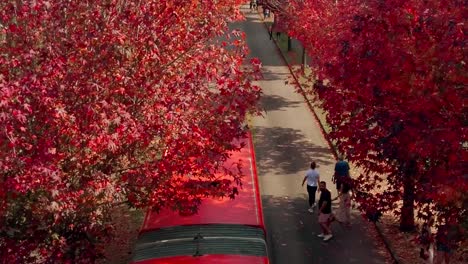 Amidst-fiery-red-maple-trees,-pedestrians-stroll,-basking-in-the-autumnal-glow