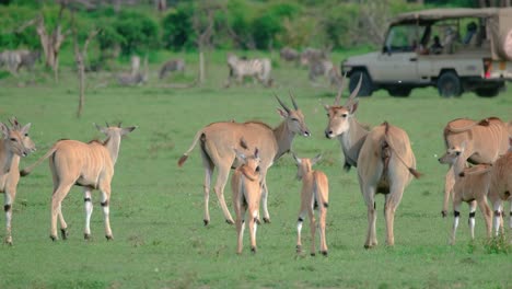 Familias-De-Eland-Común-En-El-Campo-En-Masai-Mara,-Kenia