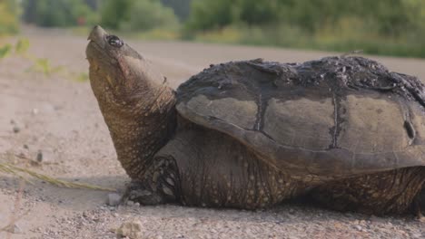 Schildkröte-Ruht-Sich-Am-Straßenrand-Aus